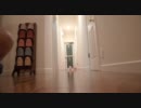 こぬこの球拾い