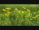 【sound scape】 水　の　ヲ　ト　　　森　の　コ　ヱ