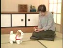 【MAD】 日本直販 愛犬ロボ「鉄」