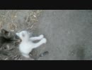 ねこ