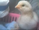変なおじさんとこの　鶏さん２１　二週齢の雛のご様子