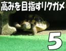 高みを目指すリクガメ５