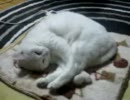 もちぬこ