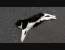 最近良く見かける猫９７（伸びたまま編）