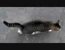 最近良く見かける猫９８（もふもふにゃーにゃー編）