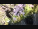 プチ桜吹雪をテストアップ(の為短いです)