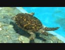 【夏季作業用ＢＧＭ】沖縄の映像をボサノバに乗せて【2011沖縄】