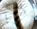もふぺろしっぽ