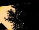 celluloid 歌ってみた　by panya