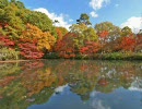 神戸･六甲の紅葉