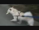 白柴の虎鉄３　ルンルンルンで運びますの巻