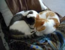 先住猫と　元　子猫　-押えあう2匹-