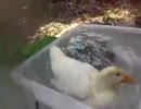 突っ込んでくる！