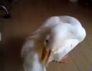 水浴び後