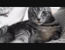 この猫の柔らかさを伝えたい