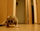 スローロリス