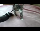 ラビと子猫たち　ﾊﾟｰﾄ33