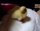 ぬくぬく