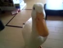 どてどて