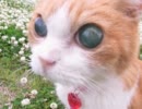 電子書籍絵本　天使になった猫チョキ〜下書き版〜制作中！無料