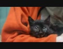 【我が名は】仔猫を保護しました　vol.1【めめ吉】