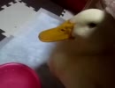 水に入りたい