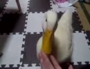 おやつの時間