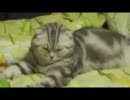 【俺は】力尽きる猫【もうダメだ…】