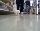 アルパカの玩具の動きがおかしい件・・・