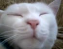 ぬこの頭部をくしで梳いてみた