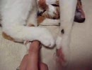 うちのネコと超獣コンビ