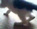 ハミちゃん