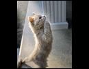 エレキでオペラ アリア (FF6)