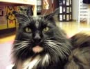 【ダメ亭主】　オレオ　【ふるぬっこ紹介動画】