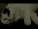 猫カフェに行ってきた