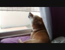 柴犬すもも　ホットドッグ屋の放送に、むせび泣く
