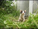 子猫が４匹庭にいました４日め