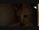 猫さんがビー玉で遊んだが見失った(ﾟДﾟ)？
