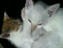 家に子猫がやって来た０２～チロルと茶々編～