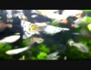 (麗Wω・´)宅の水槽はカオス