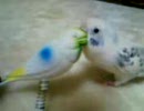 しゃべるぴぃちゃん