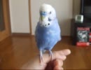 おしゃべりインコぴのこ　桃太郎改め…（昔話＃５９）