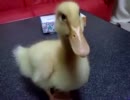 ピヨピヨ