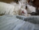 うちのねこ