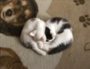 寝相の悪い猫