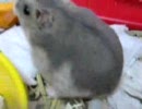 ハムスター