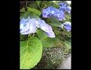 『rain stops, good-bye』 歌ってみた　【メカ。】