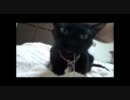 ボロボロシーツの紐を吸う猫