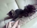 かわいいヌコ達【マサミタス】