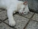 白いオッサン猫を揉む2